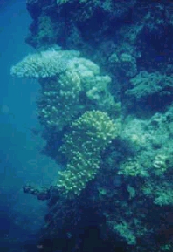 corals on a barrel head reef, Fiji