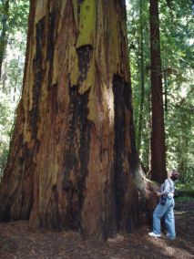 California coastal redwood