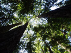 Towering redwoods